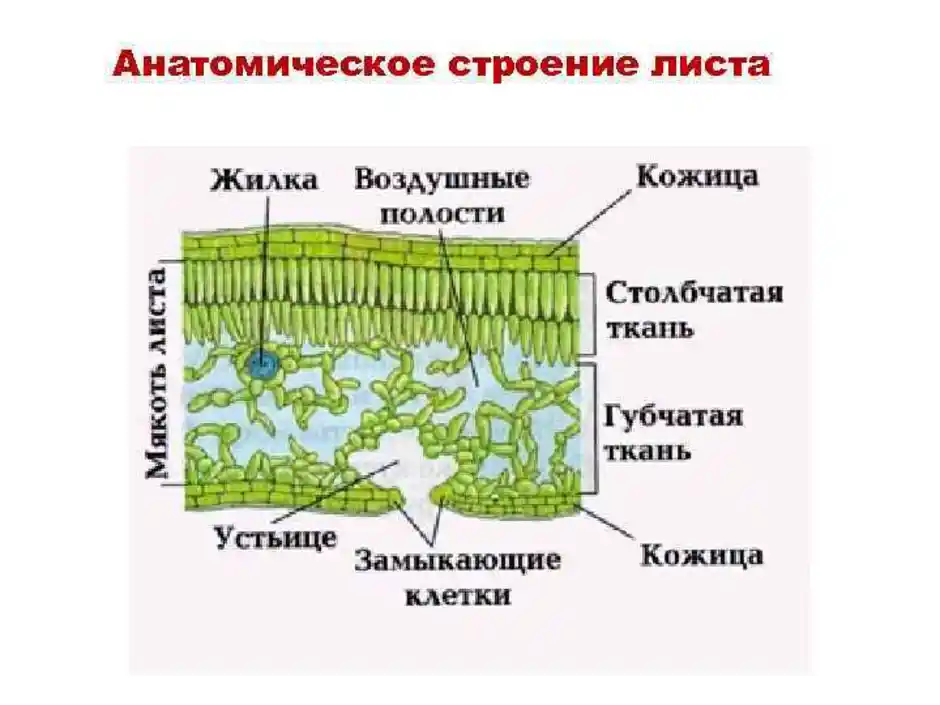 На рисунке клетки столбчатой и губчатой ткани обозначены буквой