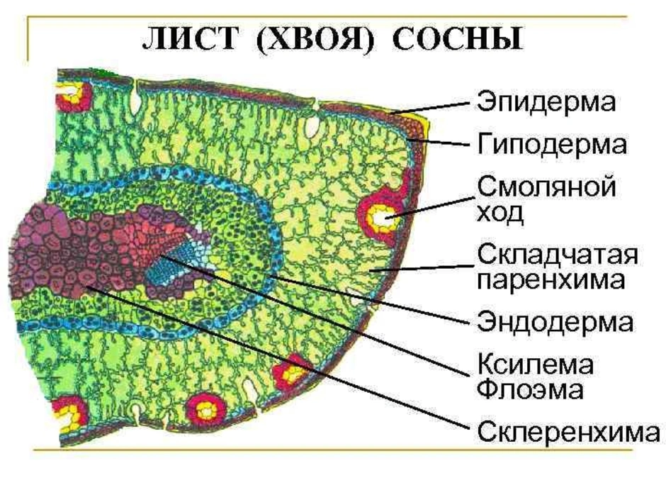 На рисунке а представлена схема поперечного среза