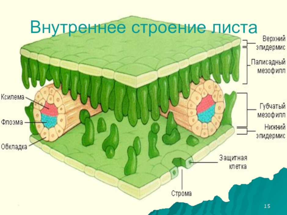 Внутреннее строение листа план конспект