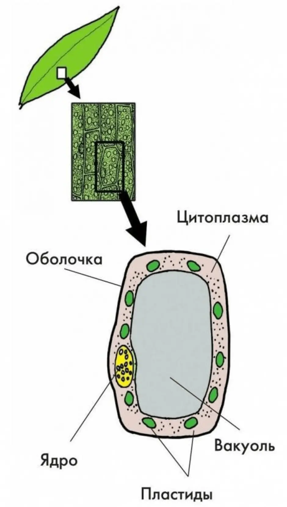 Клетка листа смородины. Строение клетки листа элодеи. Части клетки листа элодеи под микроскопом. Строение клетки листа элодеи под микроскопом. Пластиды элодеи.