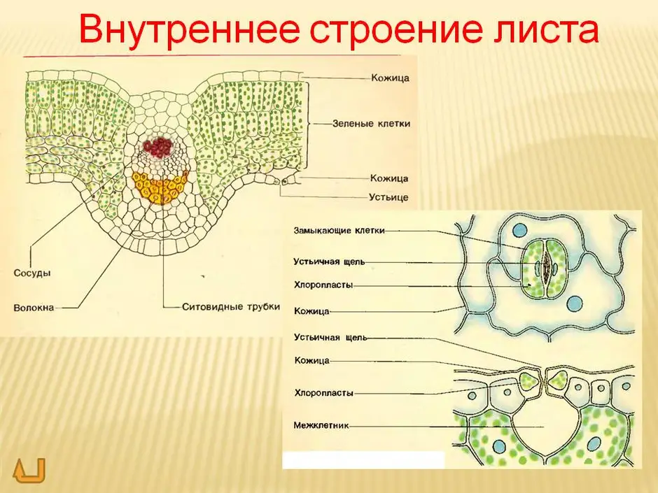 Схема внутреннего строения листа биология 6 класс рисунок