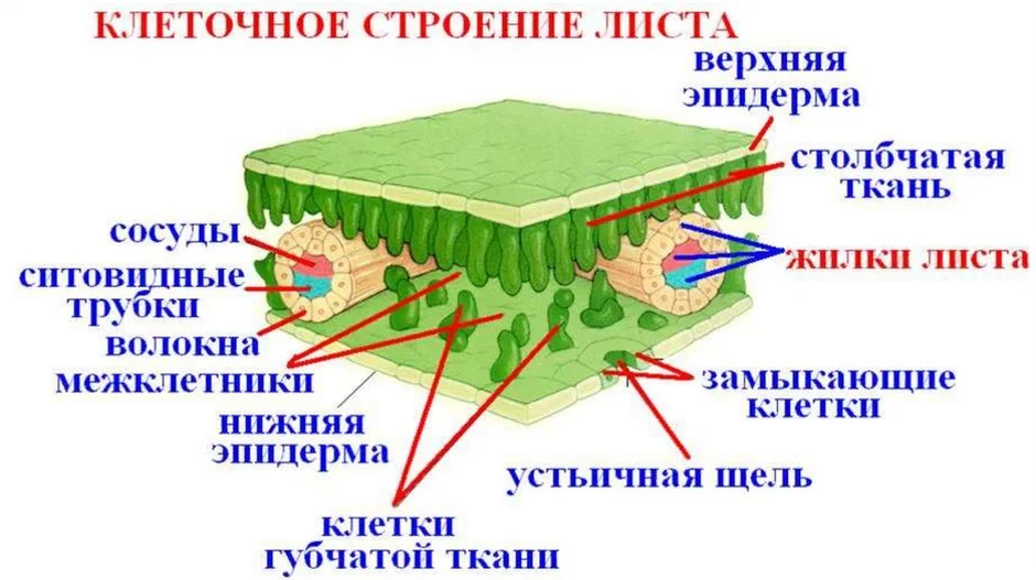 Строение жилки листа схема