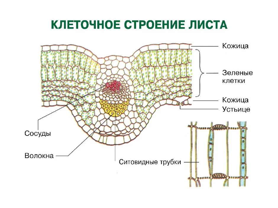 Внутреннее строение листа 5 класс биология рисунок