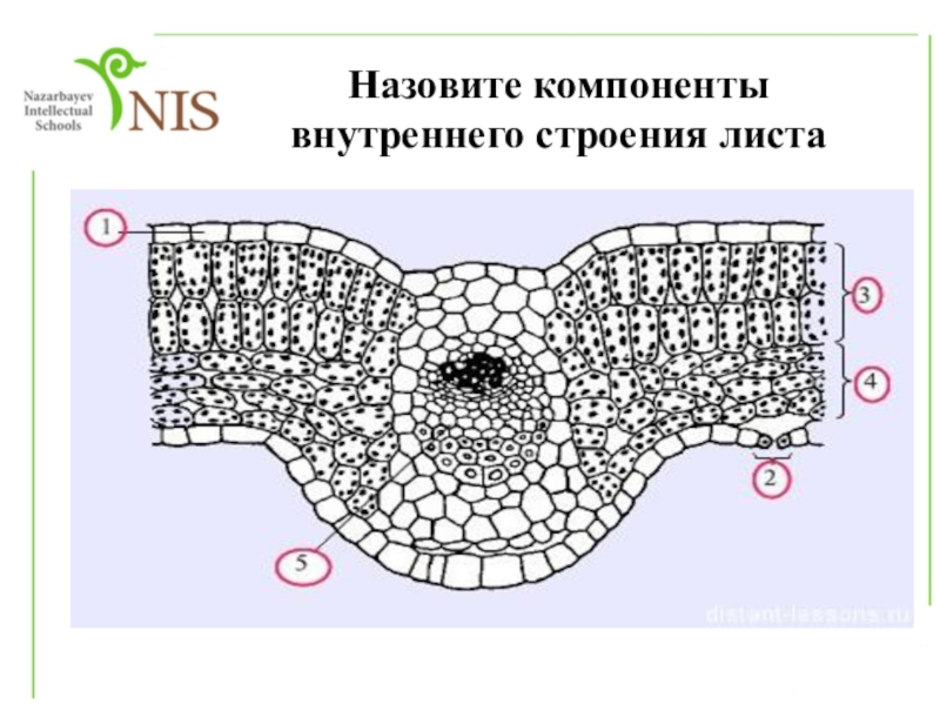 Какие клетки листа обозначены на рисунке цифрой 1 какие функции они выполняют