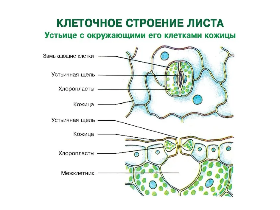 На рисунке изображено поперечное сечение листа растения рассмотри рисунок и дополни текст устьице