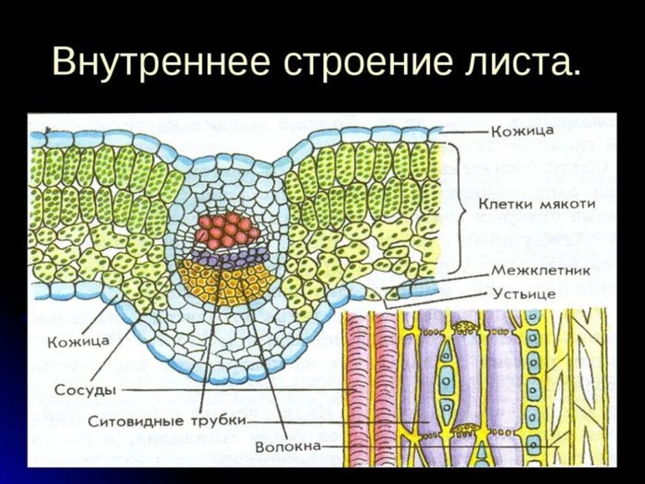 Схема внутреннего строения листа биология 6 класс рисунок