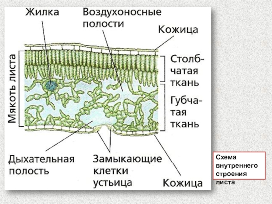 Поперечное сечение листа рисунок с подписями