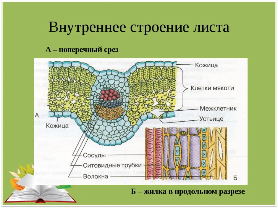 На рисунке а представлена схема поперечного среза