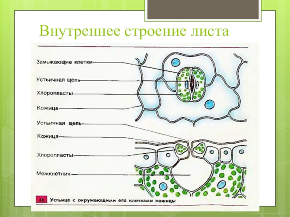 Рисунок кожицы листа одуванчика под микроскопом с обозначением