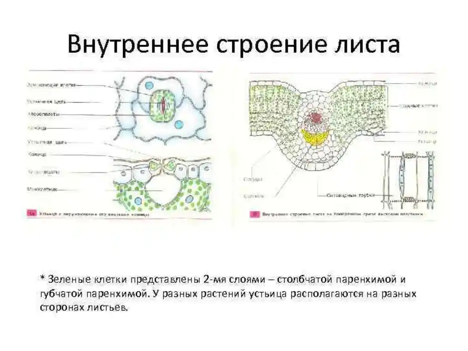 Клеточное строение листьев