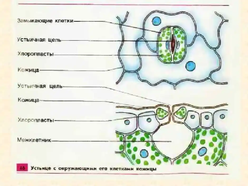 Рисунок кожицы листа под микроскопом одуванчика