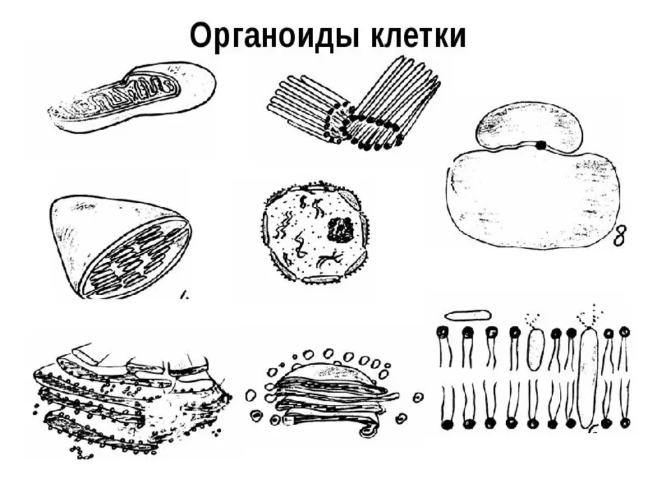 Органоид клетки рисунок