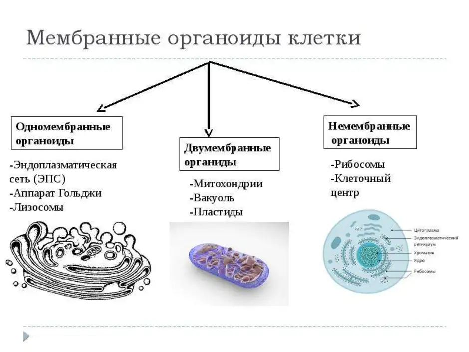 Фотографии органоидов клетки