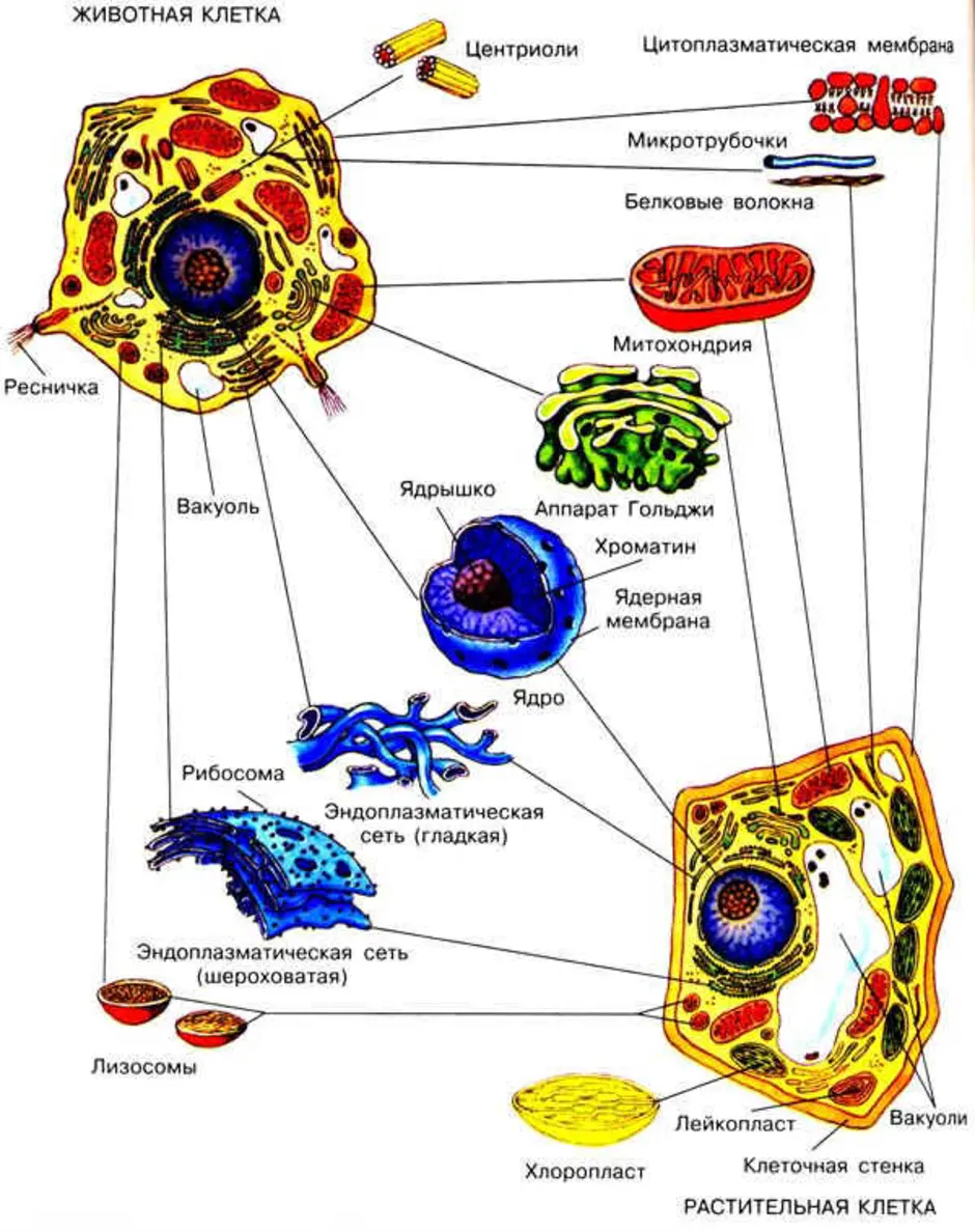 органоиды раст и животной клетки фото 11