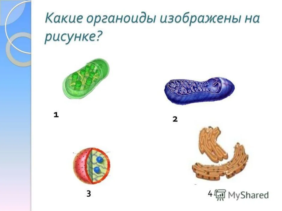 Изображение органоида. Органоид изображенный на рисунке. Какой органоид изображен на рисунке. Органоиды клетки рисунки. Органоиды схематические рисунки.