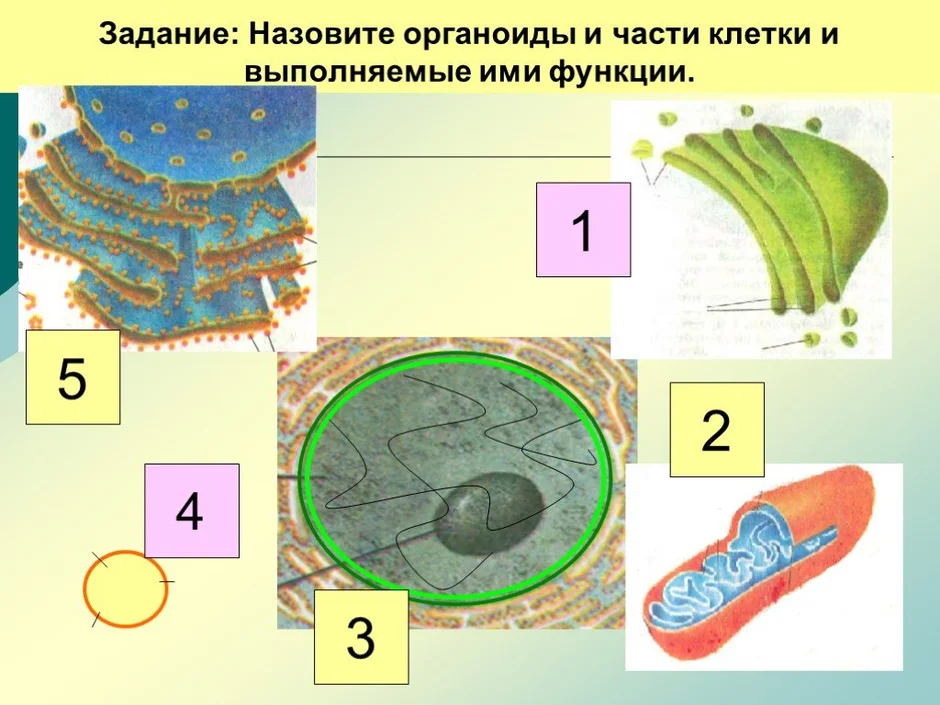 Слой живых клеток способных делиться и образовывать клетки других тканей обозначен на рисунке цифрой