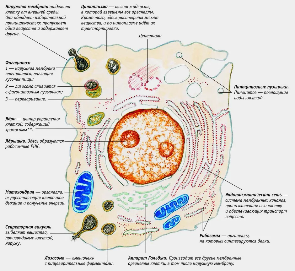 Органоиды растительной клетки рисунок