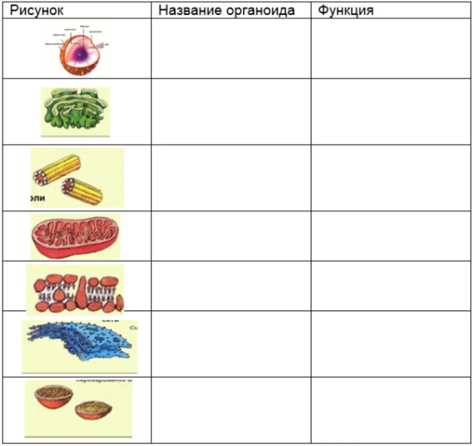 Название рисунок строение функции. Органоиды клетки рисунки и функции. Органоид клетки рисунок строение и функции. Органоиды клетки и их функции таблица с рисунками. Органоид рисунок функции таблица.