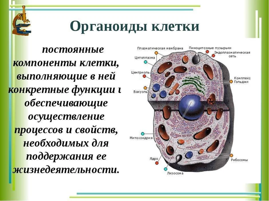 Схема клетки с органоидами