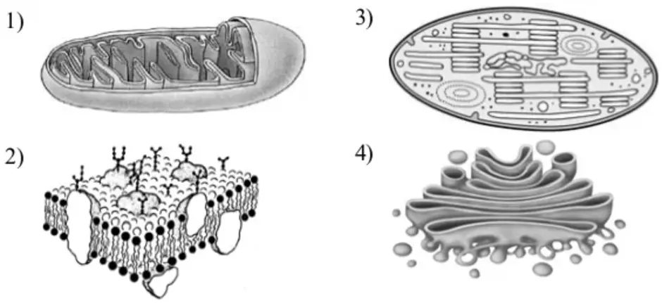 Как называется органоид клетки. Митохондрии органоид ЕГЭ. Комплекс Гольджи и митохондрии. Органоиды клетки рисунки хлоропласты. Рис мембрана митохондрии хлоропласты.