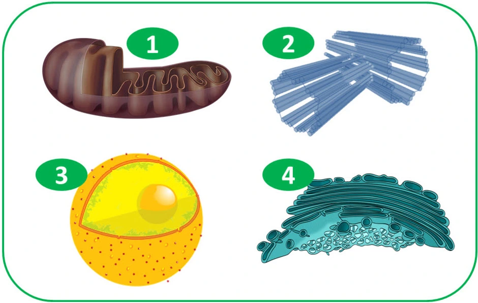 Изображение органоида. Органоиды клетки. Органоиды клетки отдельно. Органоиды клетки рисунки. Рисунки органоидов клетки по отдельности.