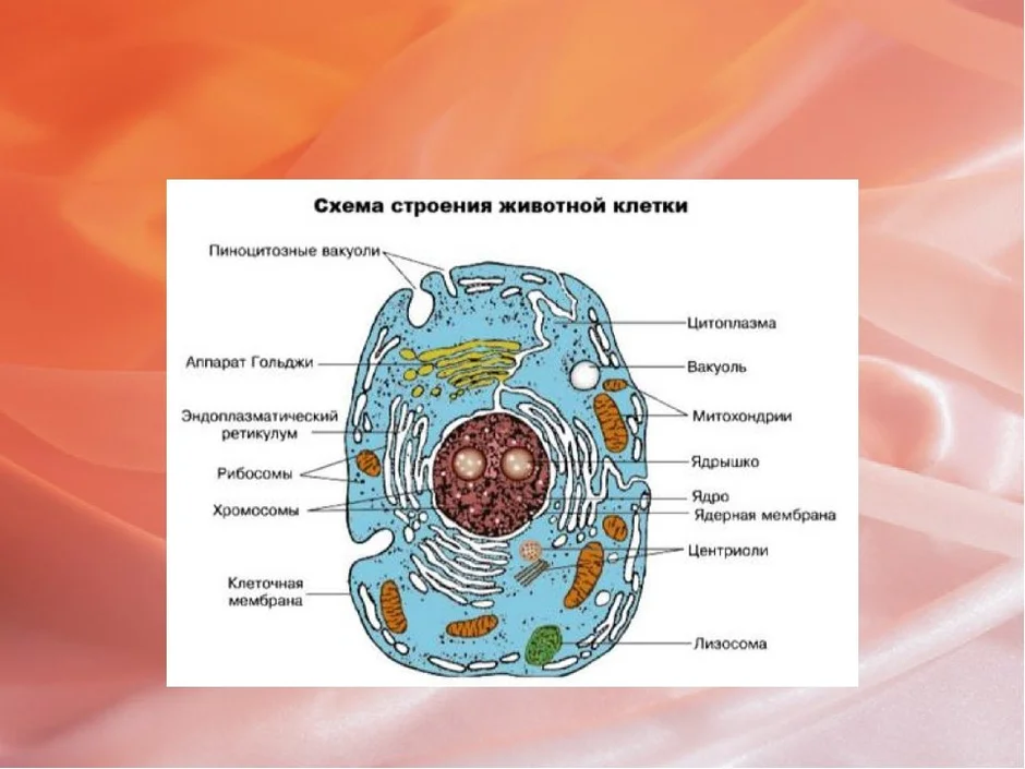 Структура клетки схема