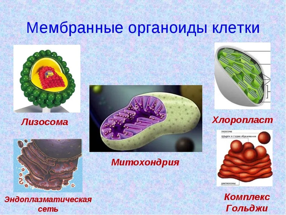 Презентация мембранные органоиды клетки