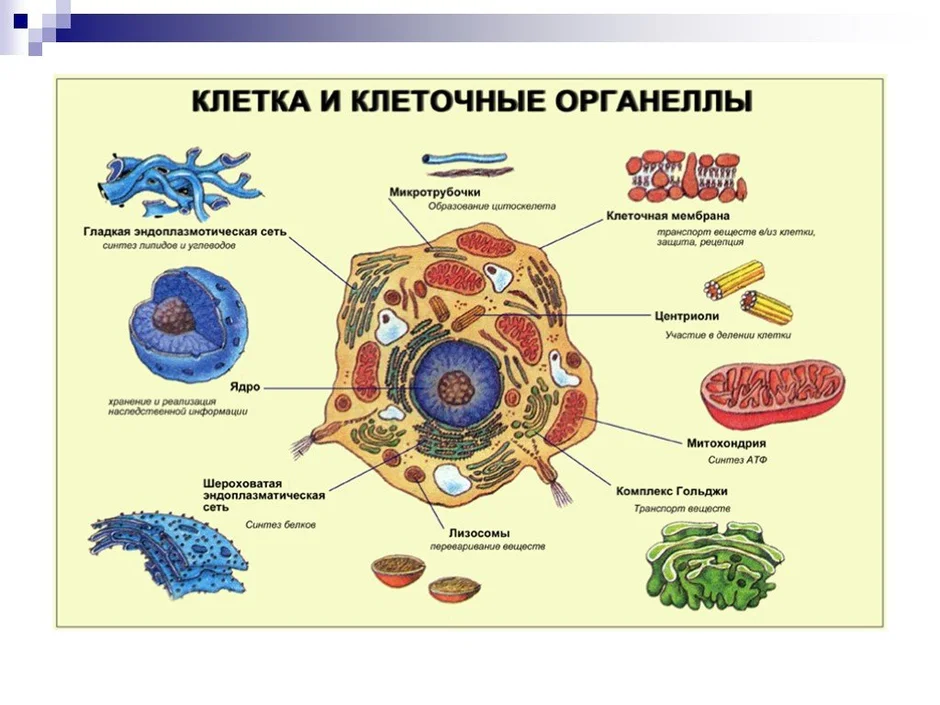 Органоиды клетки схема