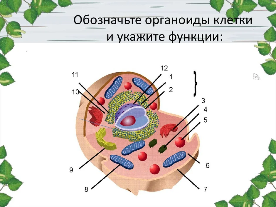 Какая клеточная органелла обозначена на фотографии вопросительным знаком в какой