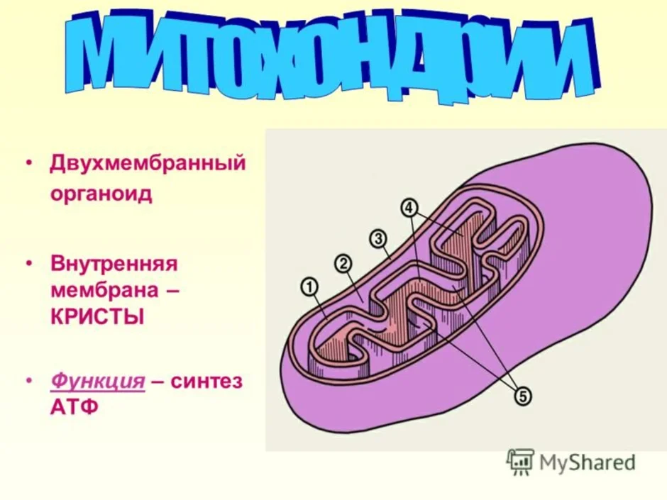 Органоид содержащий. Митохондрии полуавтономные органоиды. Внутренняя мембрана. Двухмембранные органоиды. Двухмем.раный органоид.