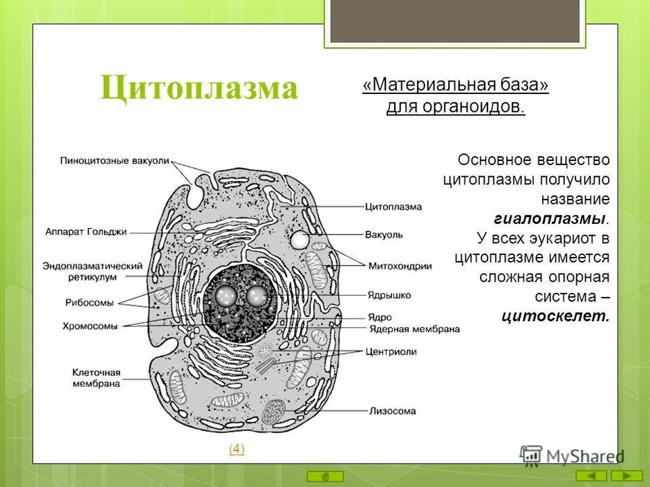 Определите какой цифрой на рисунке обозначен органоид