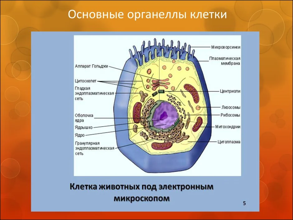 Органелла переваривающая питательные вещества на рисунке