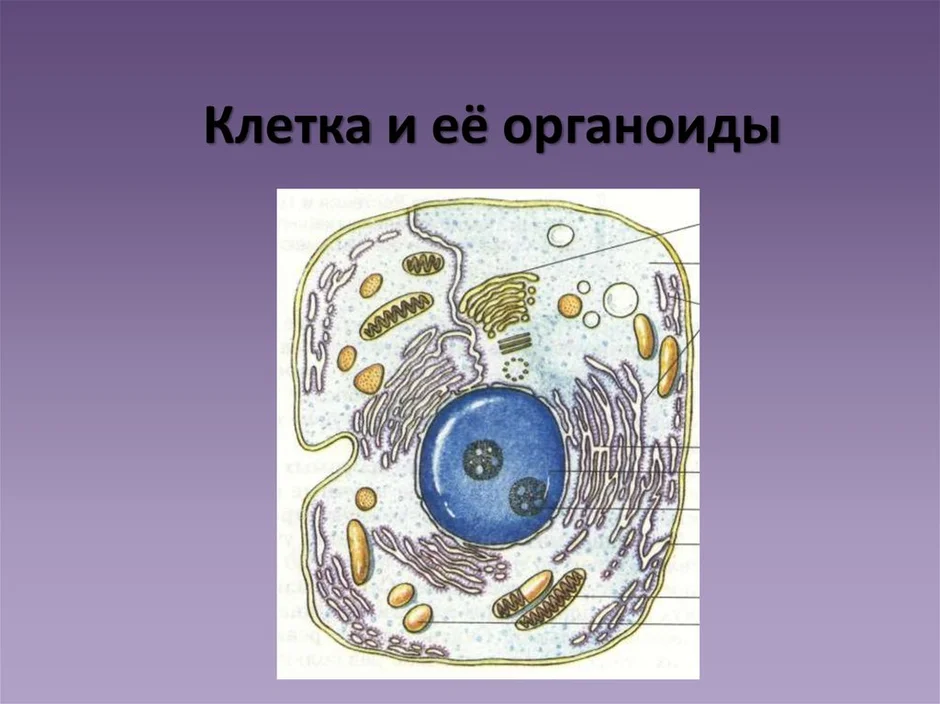 Найди название клеточного органоида представленного на рисунке