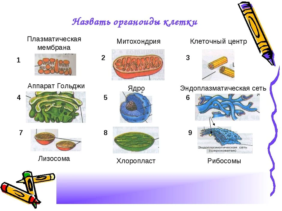 Органоиды их строение функции и рисунки