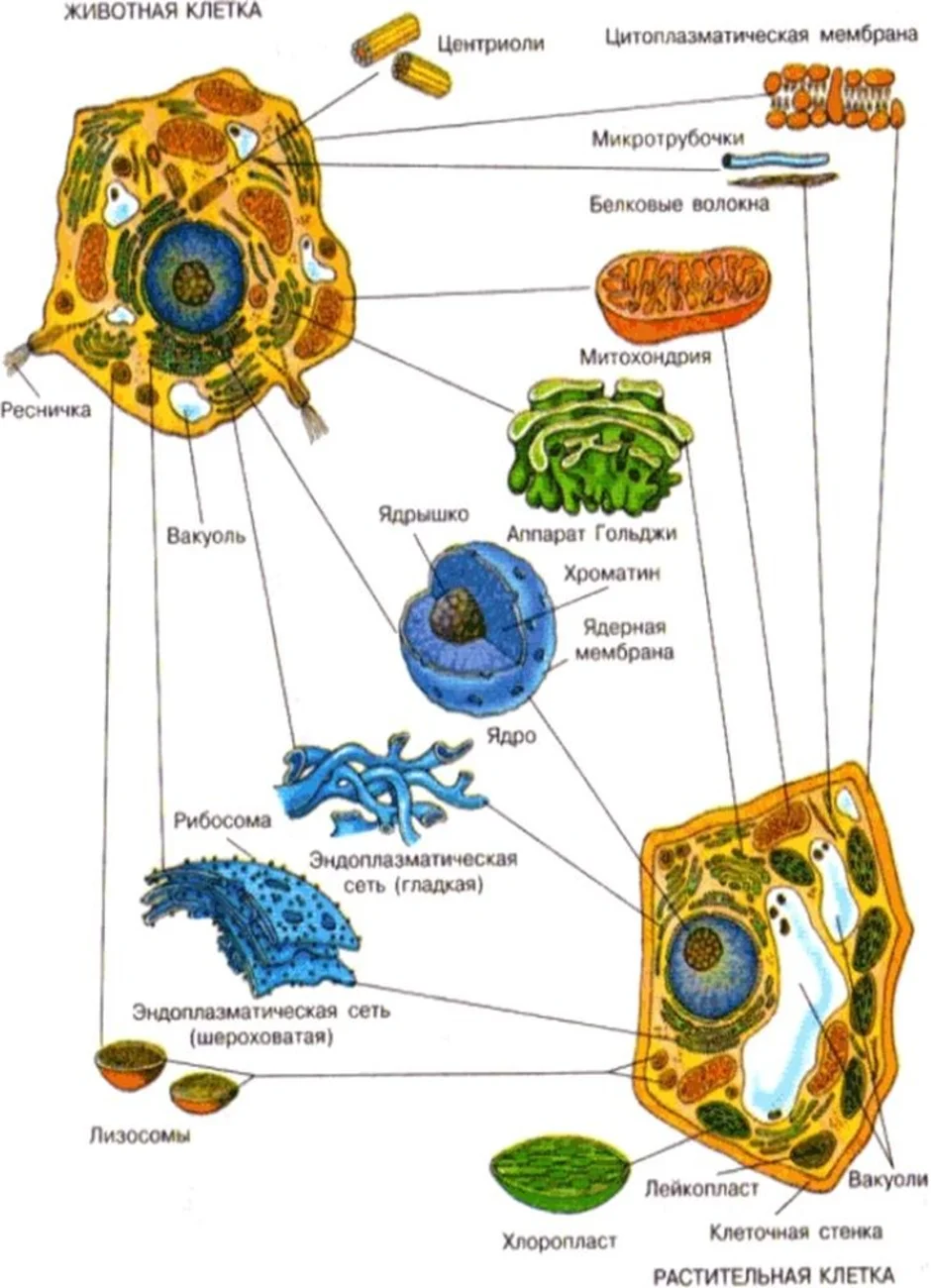 Животные сколько клеток. Строение органелл растительной клетки и животной клетки. Схема строения органоидов клетки. Строение органоидов растительной и животной клетки. Схема органелл растительной клетки строение.