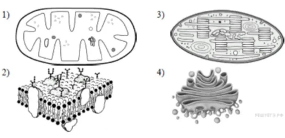 На каком рисунке изображена митохондрия