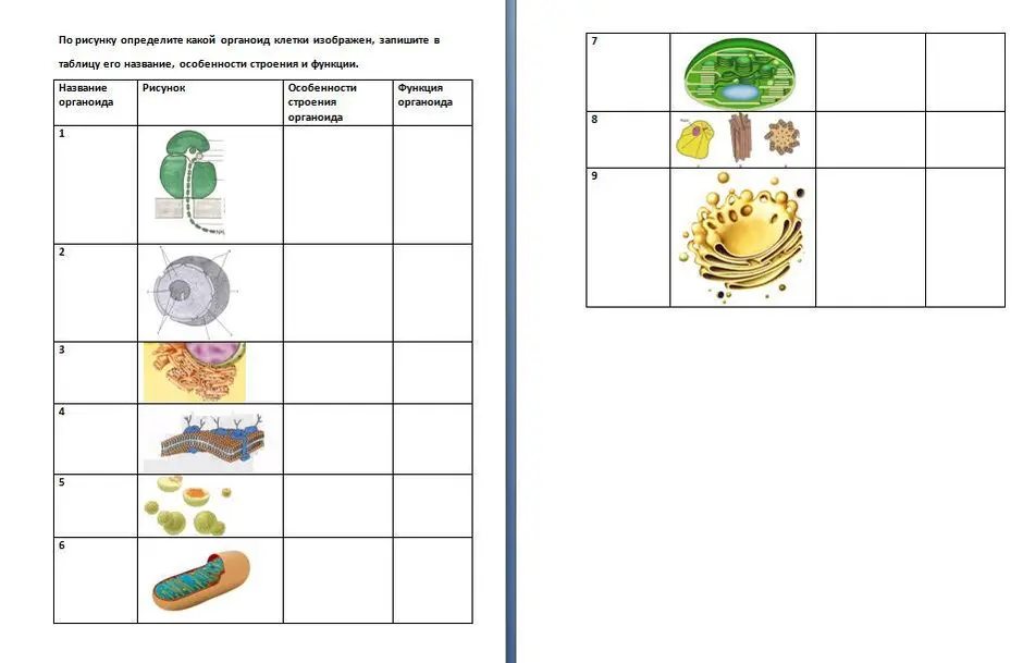 Органоиды их строение функции и рисунки