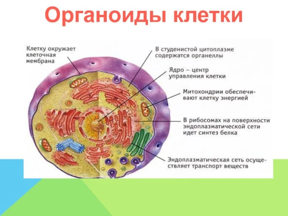 Строение клеток мембранные органоиды. Строение клетки схема органоид строение функция. Клеточные структуры органоиды. Строение и функции органоидов клетки человека. Структура клеток органоиды ( органеллы).
