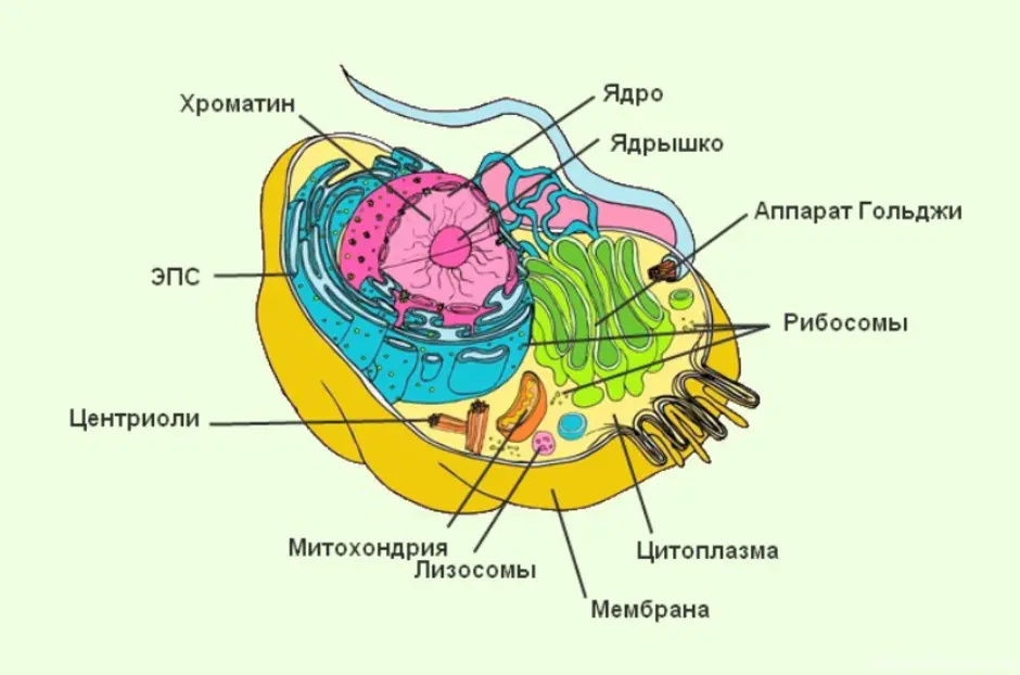 Найди какими цифрами на рисунке обозначены следующие клеточные органоиды