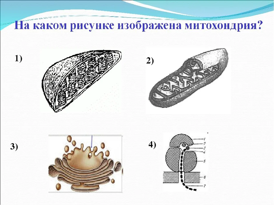 Рисунки органоидов эукариотической клетки