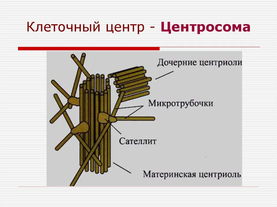 Клеточный центр картинка