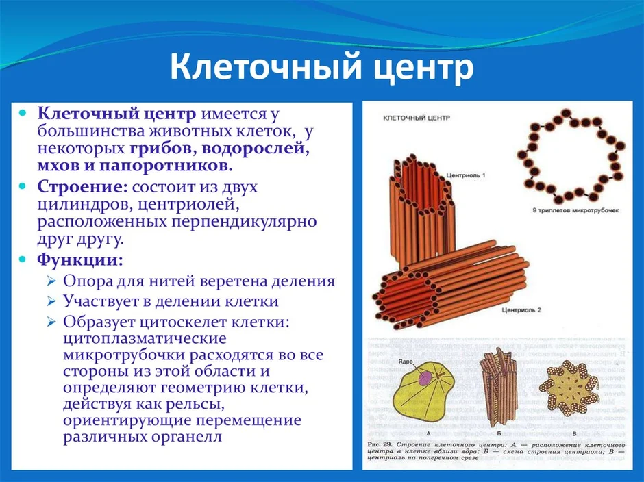 Клеточный центр в клетке рисунок