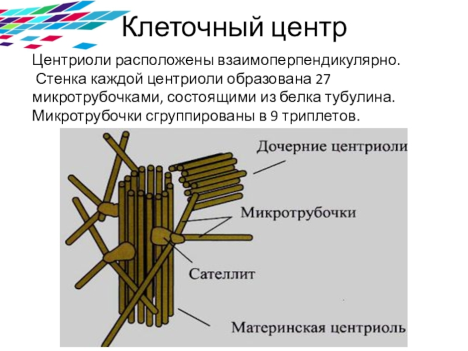 Клеточный центр рисунок. Клеточный центр строение микротрубочки. Строение центриоли клетки. Центриоли клеточного центра. Центриоли строение.