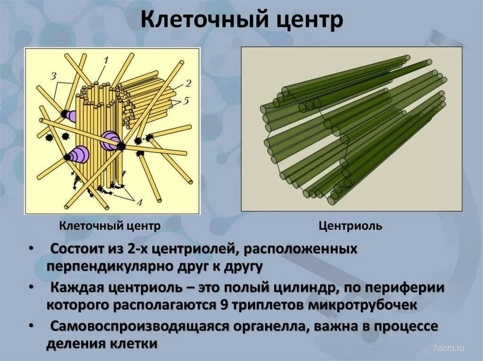 Центриоли рисунок егэ