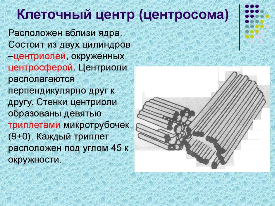 Из каких центров состоит. Клеточный центр состоит из двух центриолей. Клеточный центр состоит из 2 центриолей. Центриоль и центросома. Клеточный центцентрисома строение.