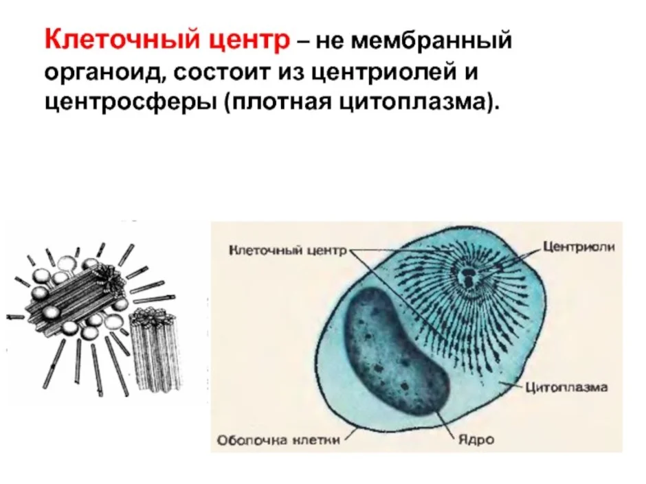 Клетка клеточный центр рисунок. Органоиды клетки клеточный центр. Клеточный центр это в биологии. Строение центриолей клеточного центра.