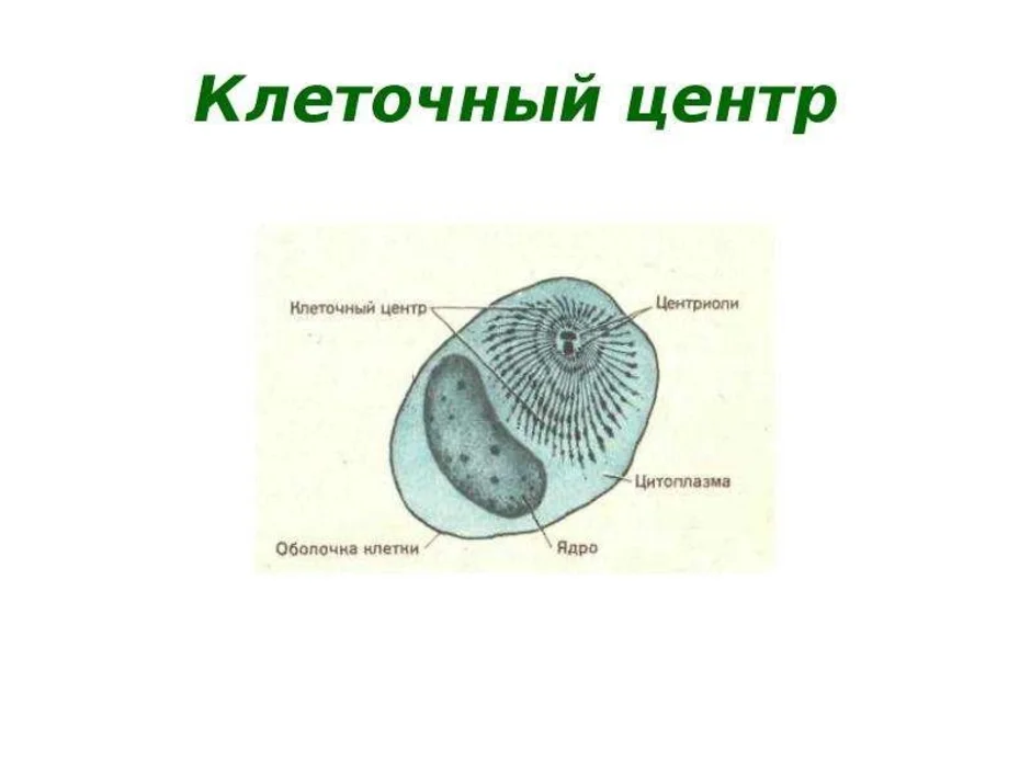 Клетка клеточный центр рисунок. Схематическое изображение клеточного центра. Клеточный центр эукариотической клетки.