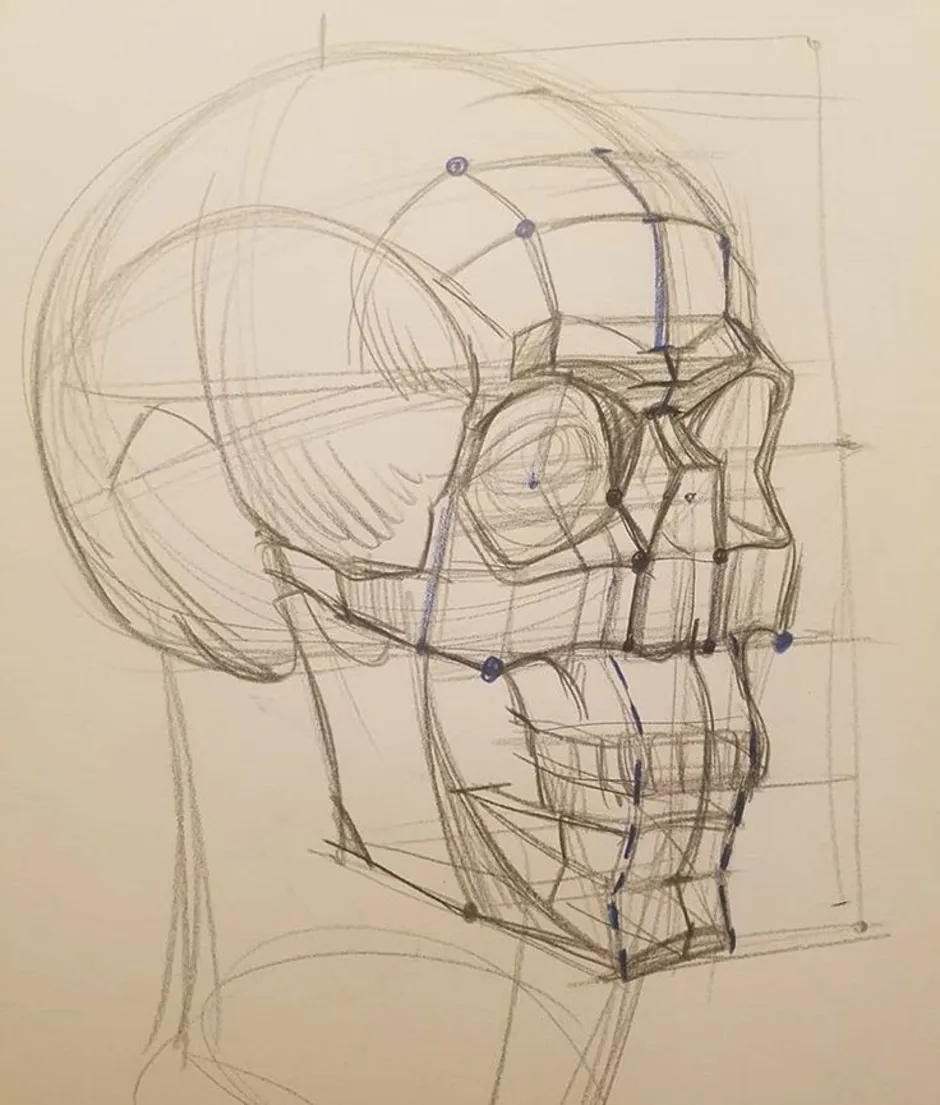 Картинки нарисованные голова. Анатомия черепа Рыжкин. Обрубовка головы Академический. Обрубовка черепа Академический. Обрубовка черепа Академический рисунок.