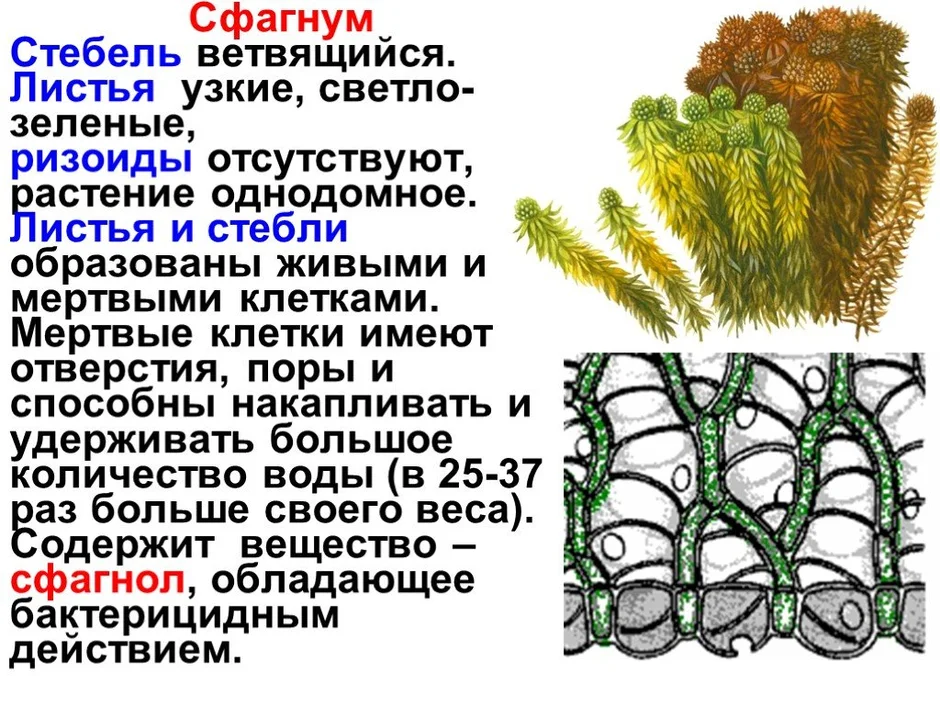 Рассмотрите изображение растений ламинария сфагнум паслен черный подпишите их названия под