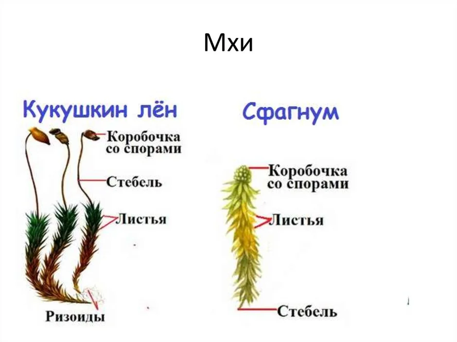 Кукушкин лен рисунок